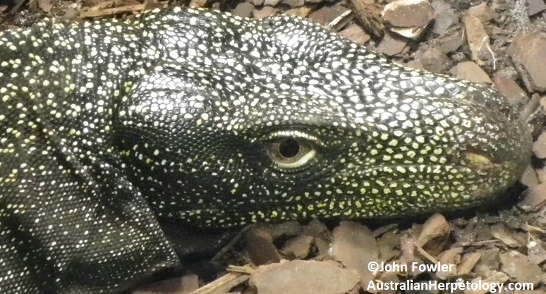 Crocodile Monitor - Varanus salvadoriii